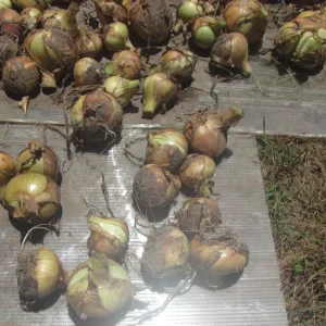 onions drying 2.webp