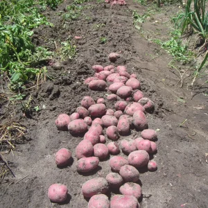 potato digging.webp