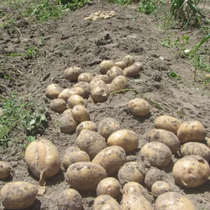 potato yukon gold.webp