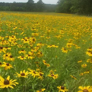 black-eyed susan hay field.webp