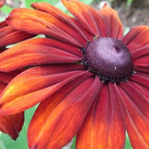 Rudbeckia hirta 'Cappuccino' (2).webp