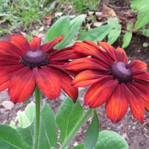 Rudbeckia hirta 'Cappuccino' (1).webp