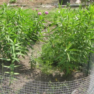 swamp milkweed.webp