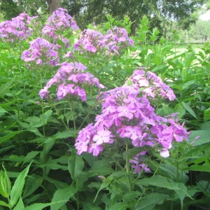 phlox blooming.webp