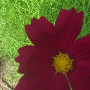 cosmos.webp