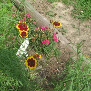 coreopsis.webp