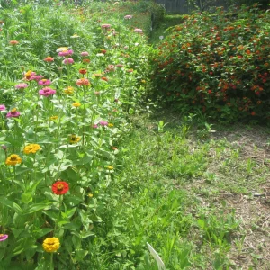 zinnias and lantana.webp