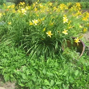 purple coneflowers.webp