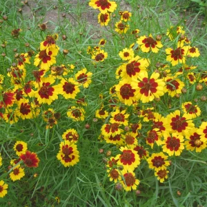 coreopsis blooms.webp