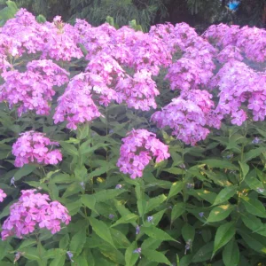 garden phlox.webp
