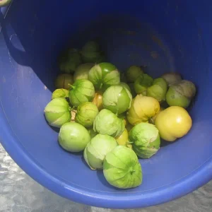 tomatillos.webp