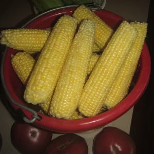 corn first picking.webp