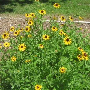 black-eyed susans.webp