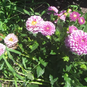 dahails bloom.webp