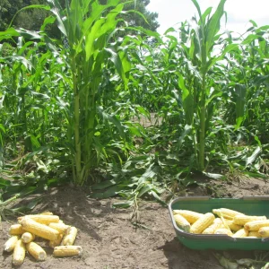 corn mulch third crop.webp