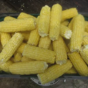 corn first 2.webp