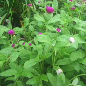 Media 'gomphrenia.webp' in category 'Flowers'