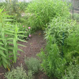 milkweed plus.webp