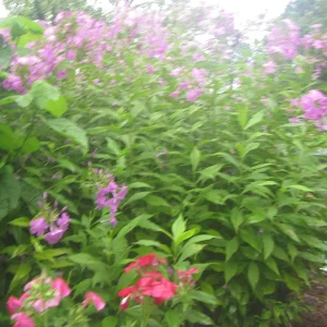 phlox red.webp
