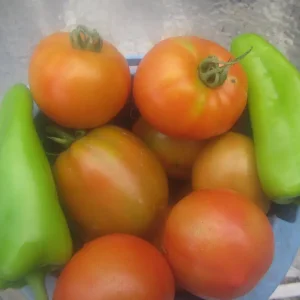 tomatoes and peppers.webp