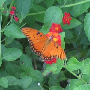 Gulf Fritillary.webp