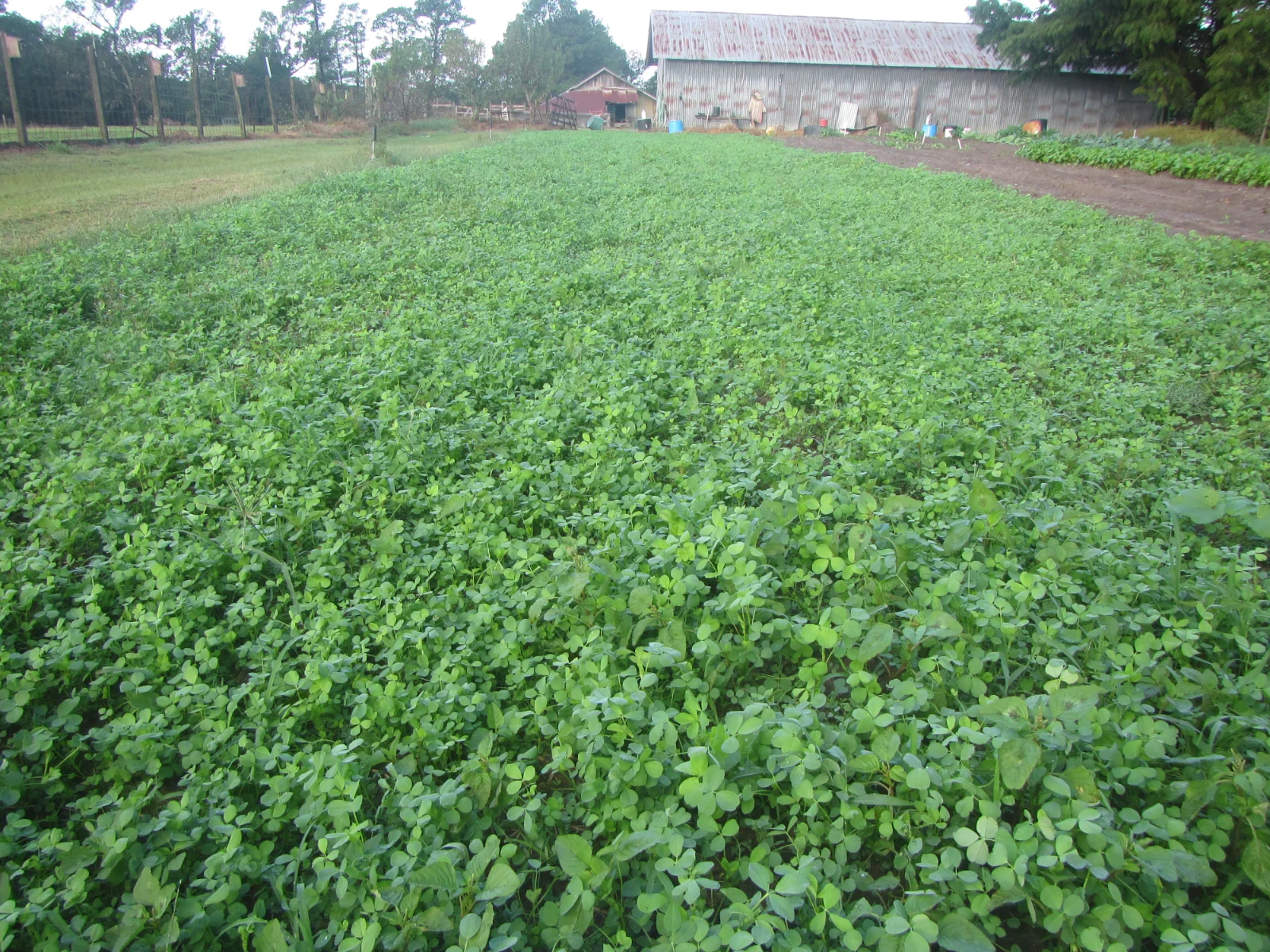 alfalfa late 2021.webp