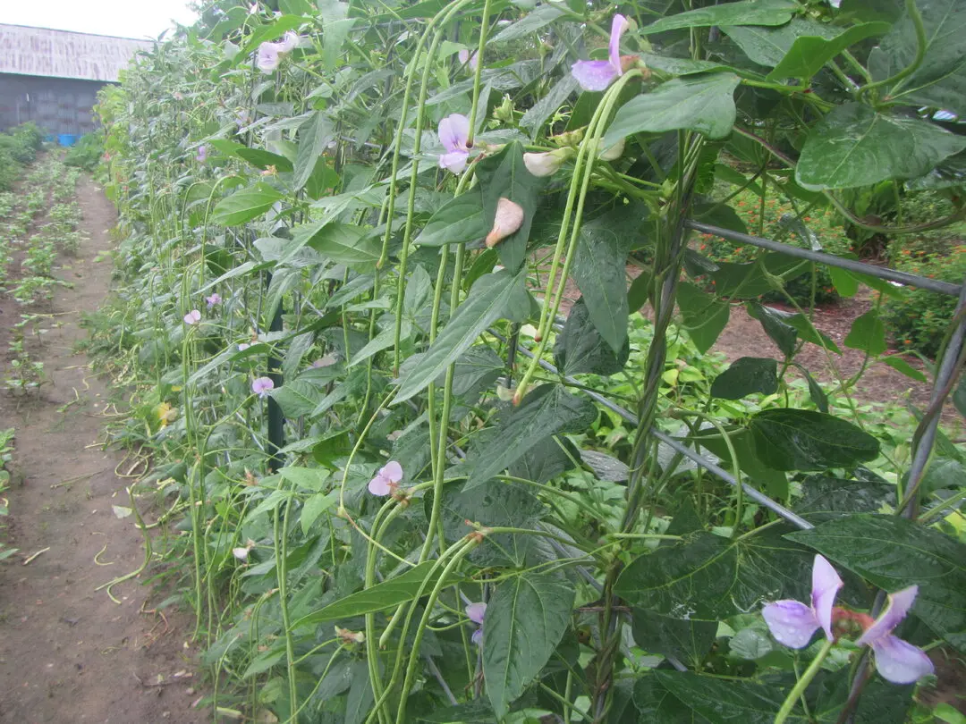 asparagus beans 2019.webp