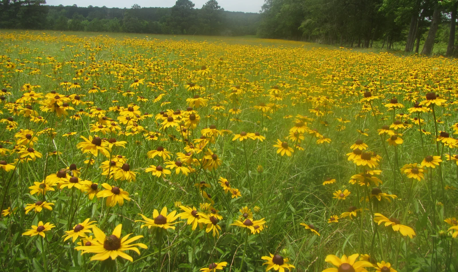 black-eyed susan hay field.webp
