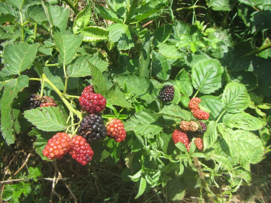 blackberries 2.webp