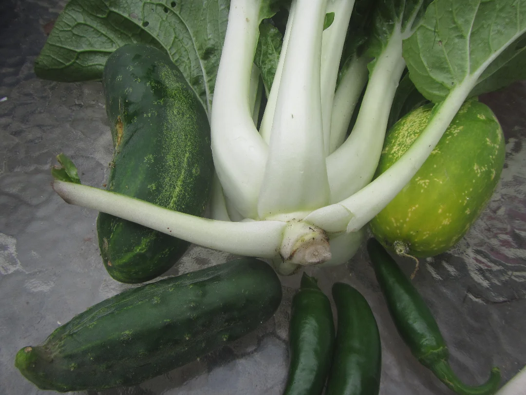 bok choy, late cucks peppers.webp