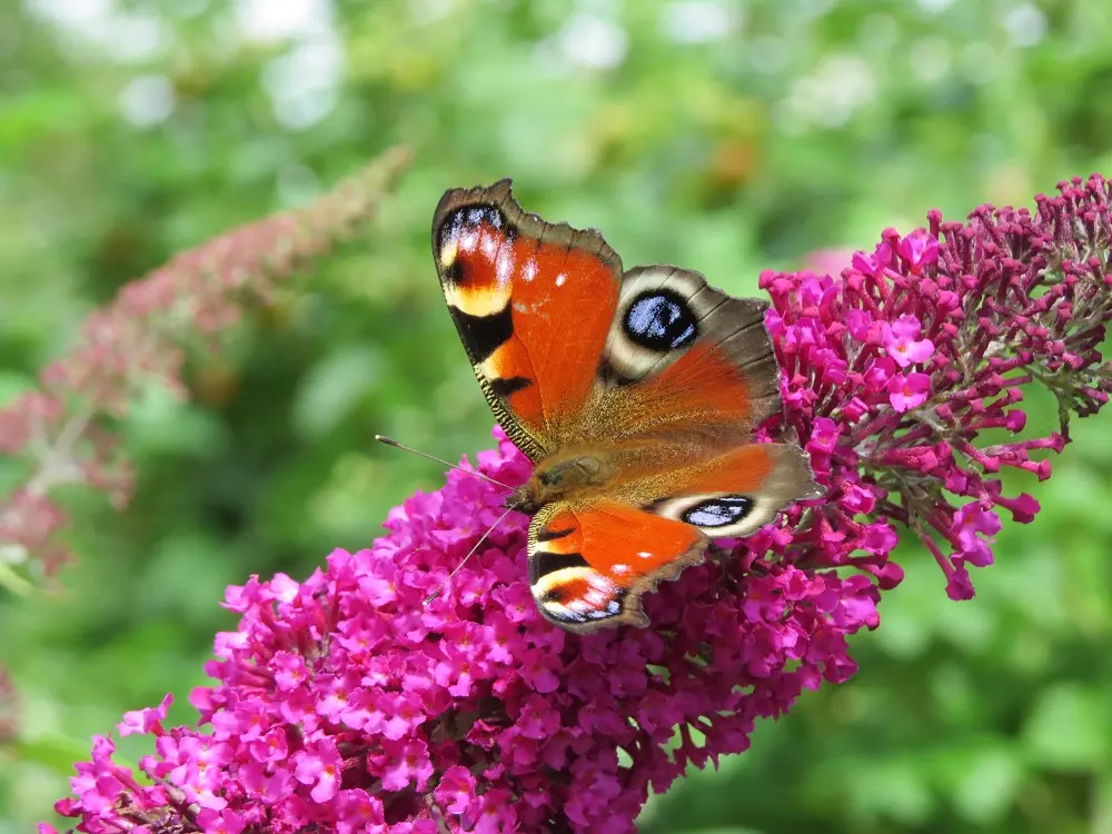 Buddleja 'Sugar Plum' (2).webp