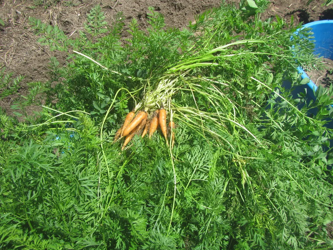 carrots HK.webp