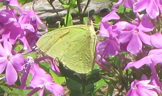 Cloudless Sulphur.webp