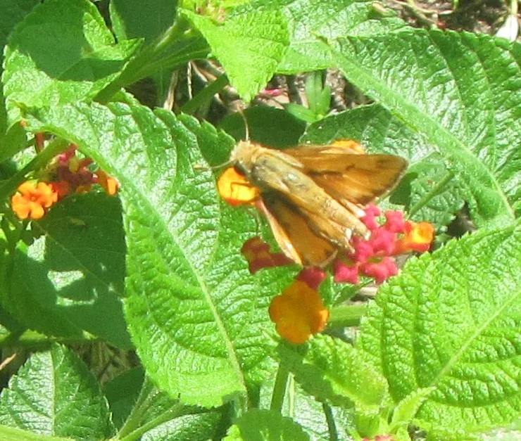 cloudy skipper.webp