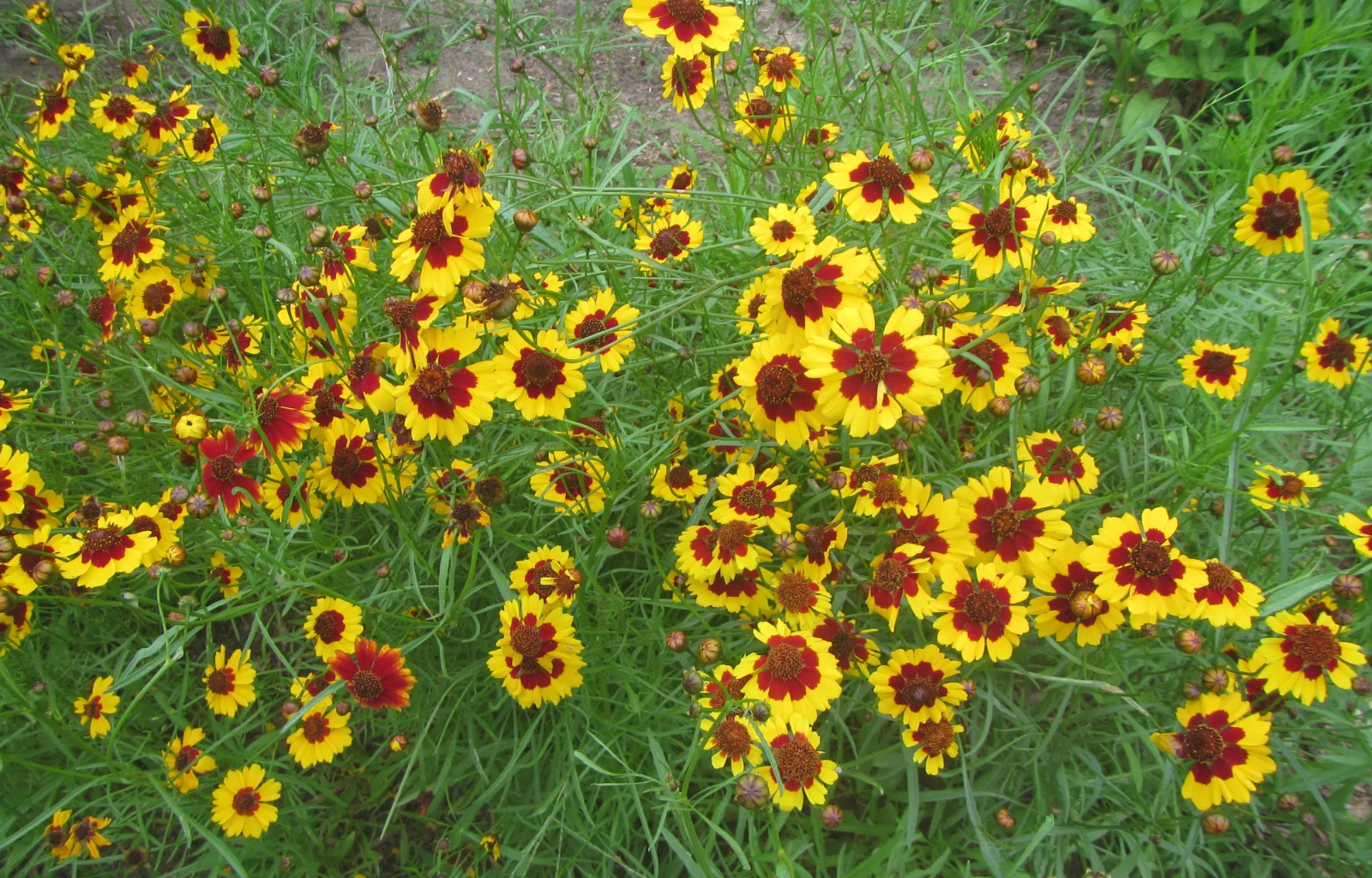 coreopsis blooms.webp
