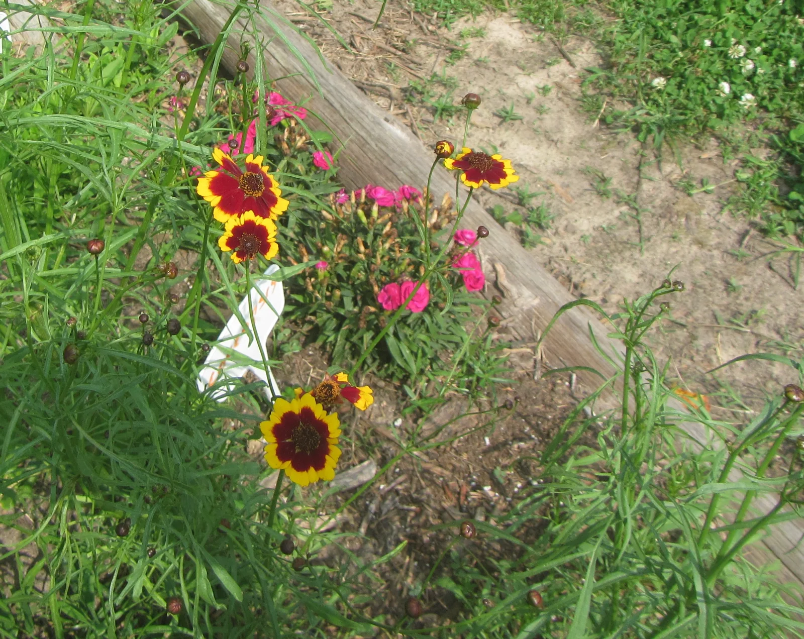 coreopsis.webp