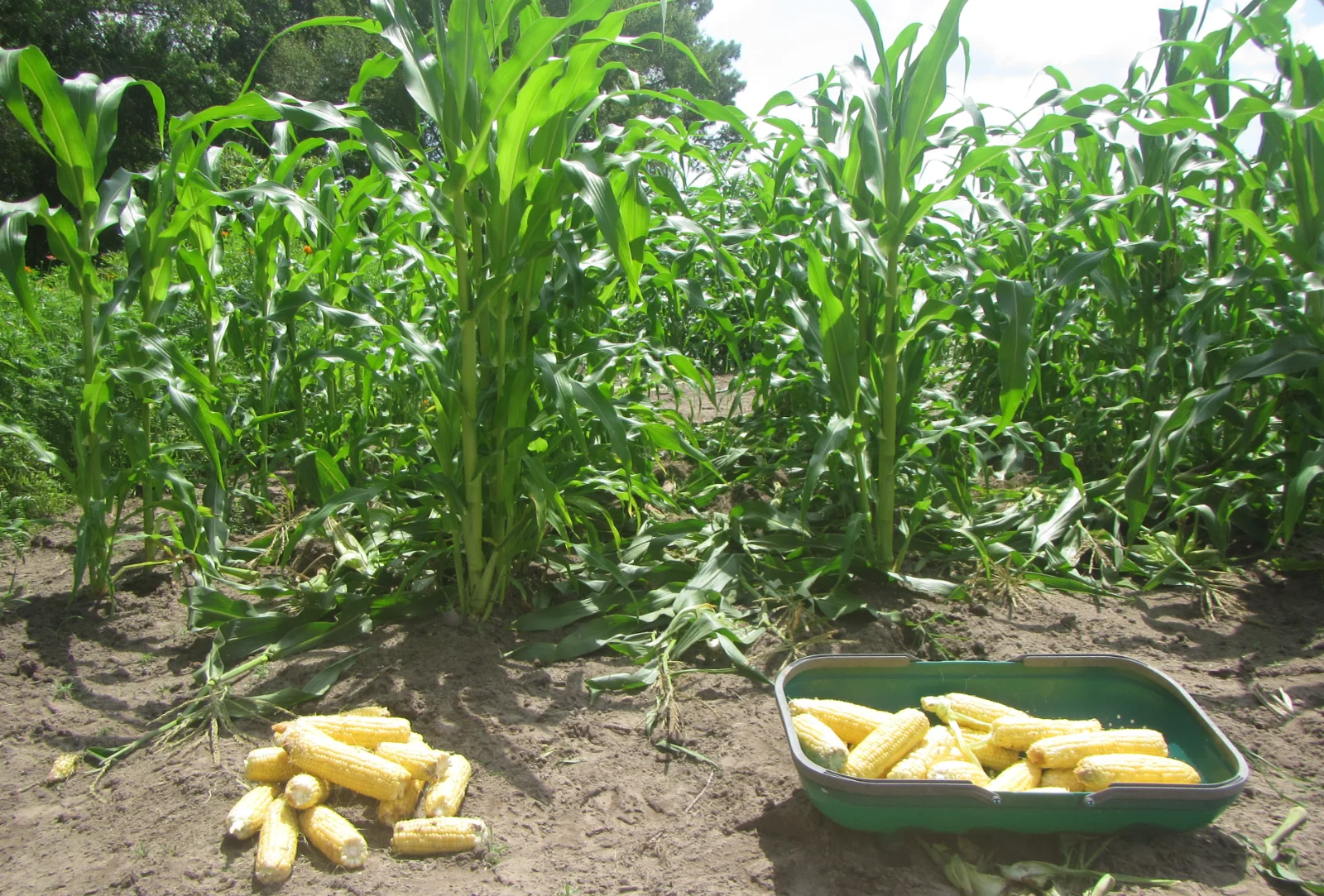corn mulch third crop.webp