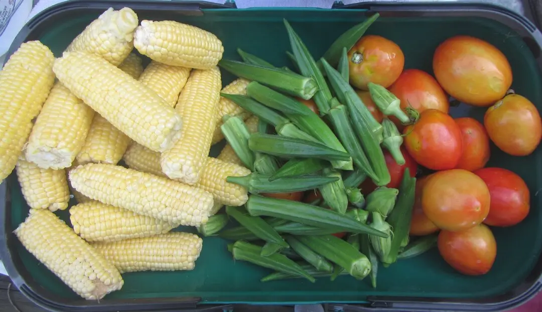 corn, okra, tomatoes.webp