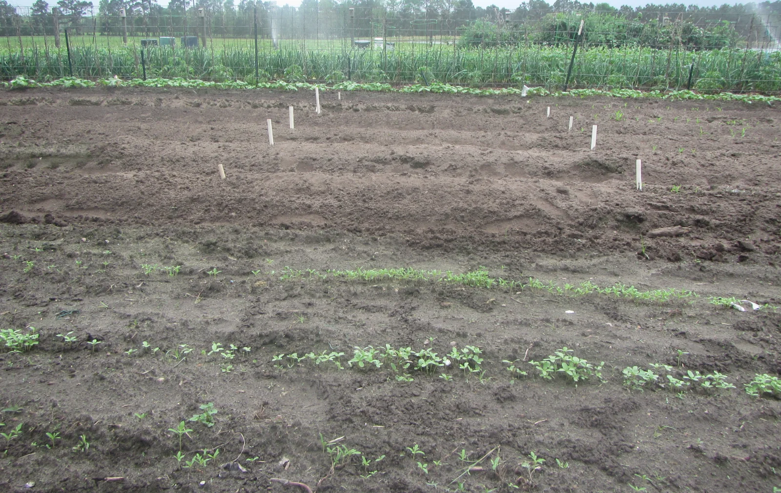 corn second planting.webp