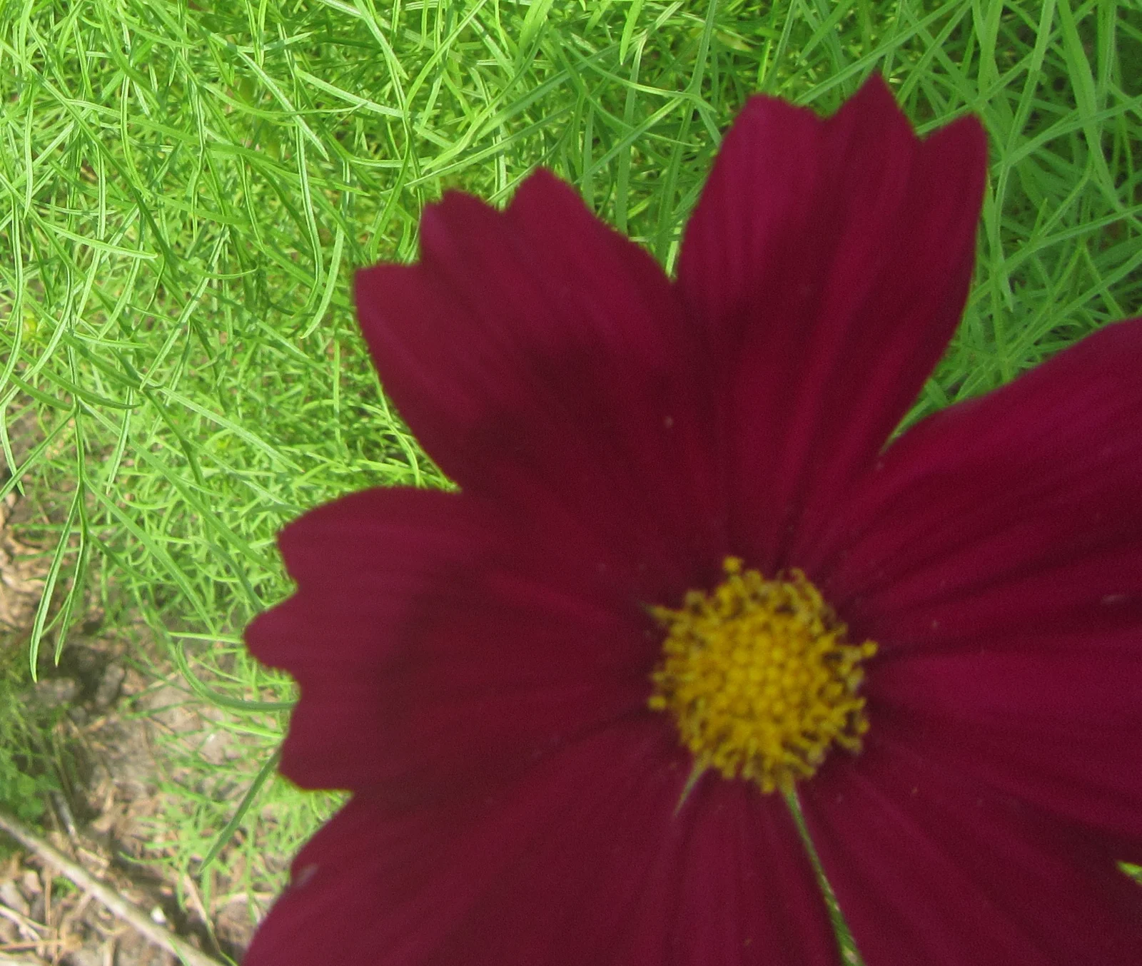 cosmos.webp