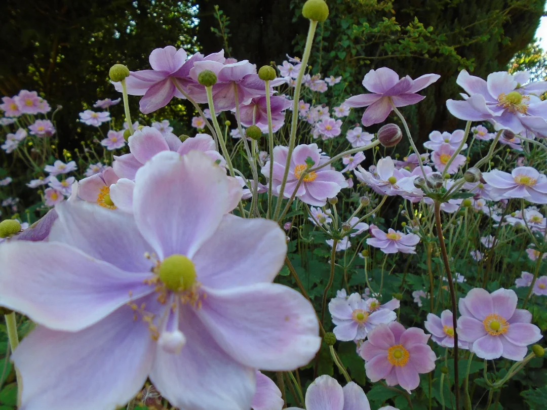 DSC01101.webp