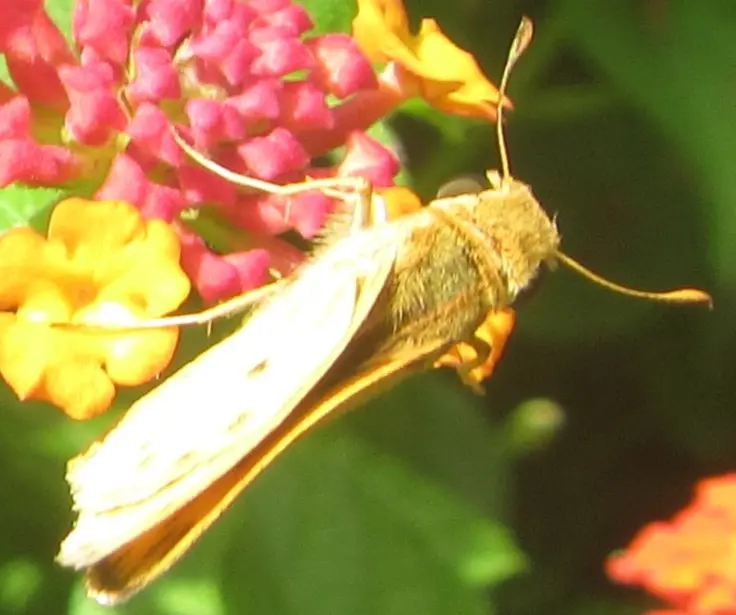 Fiery Skipper.webp