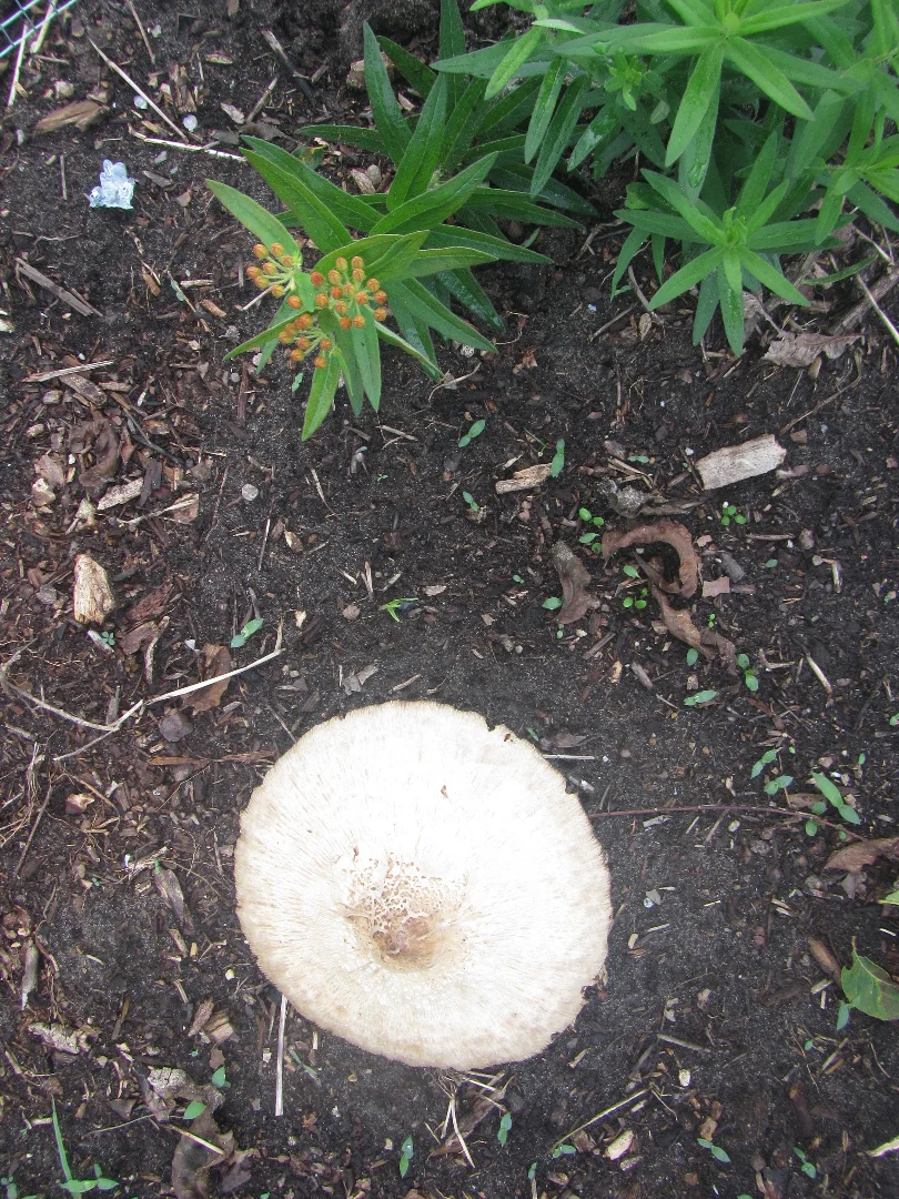 fungus w butterfly weed.webp