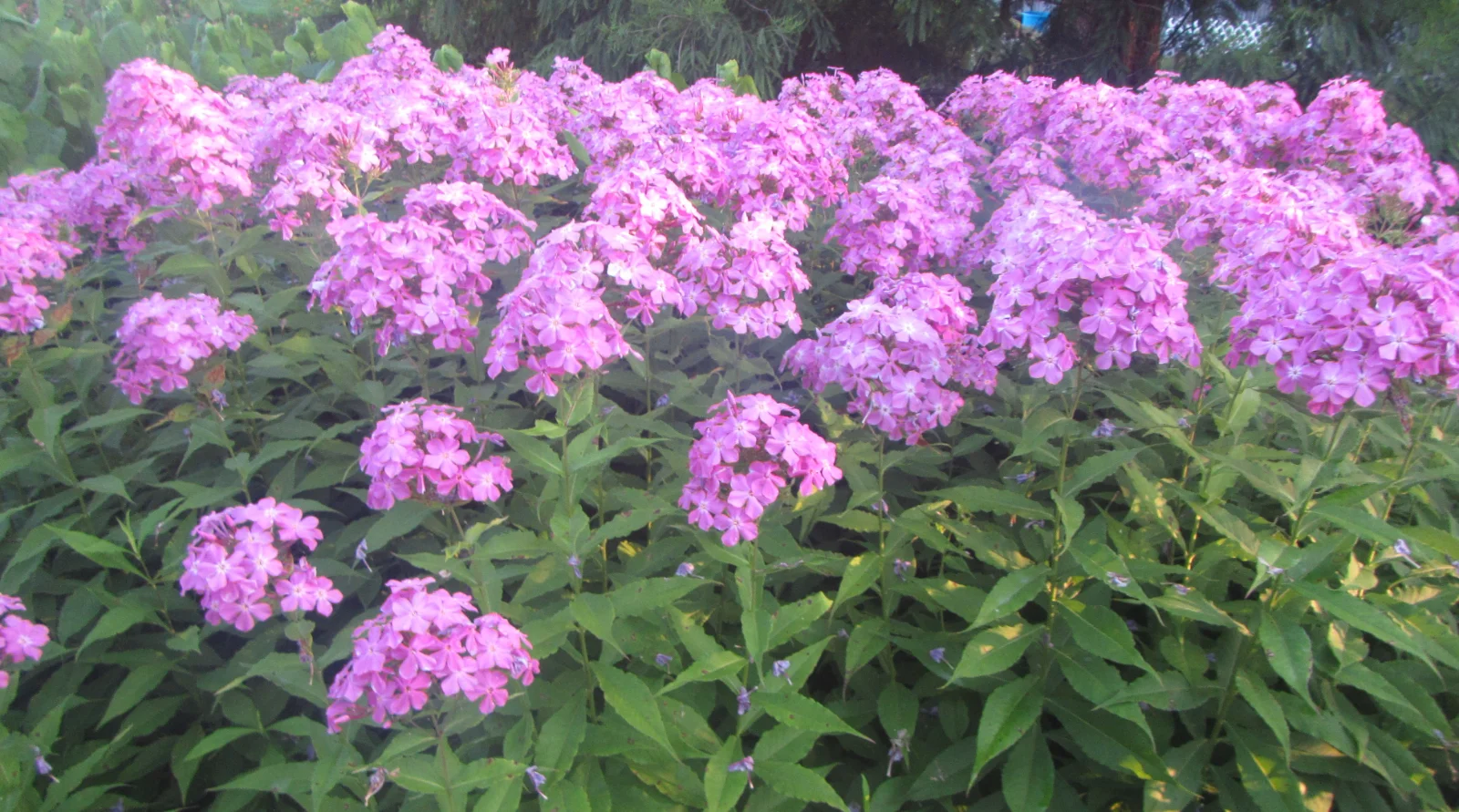 garden phlox.webp