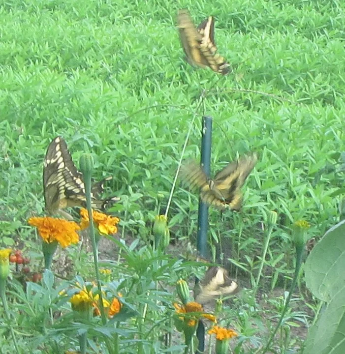 giant swallowtails 4.webp