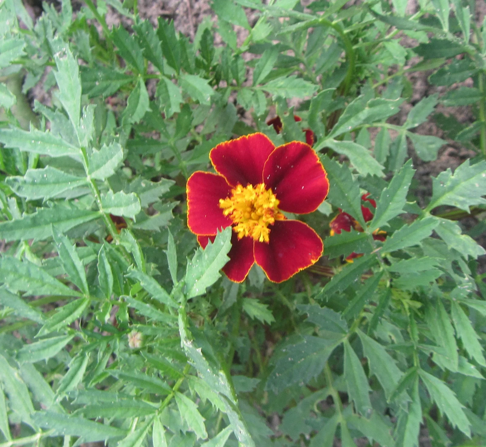 marigold first 2025.webp