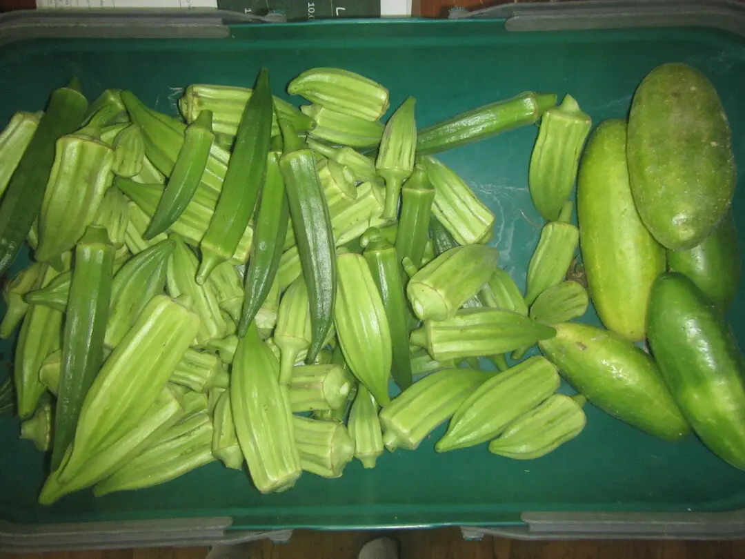 okra and cucumbers.webp