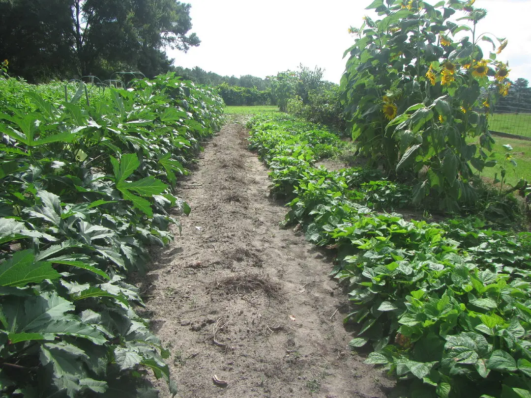 okra, beans, sweet potatoes.webp