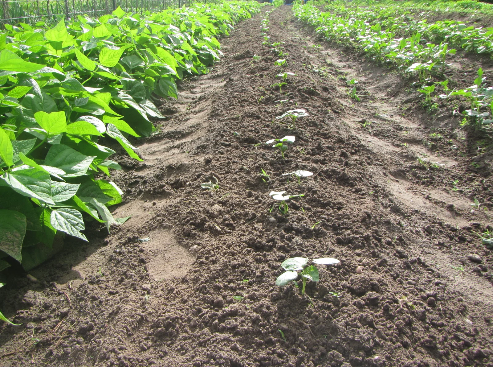 okra Becks thinned.webp