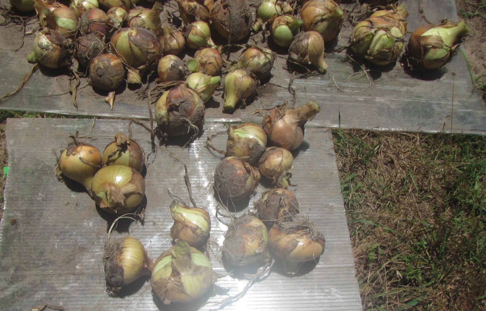 onions drying 2.webp